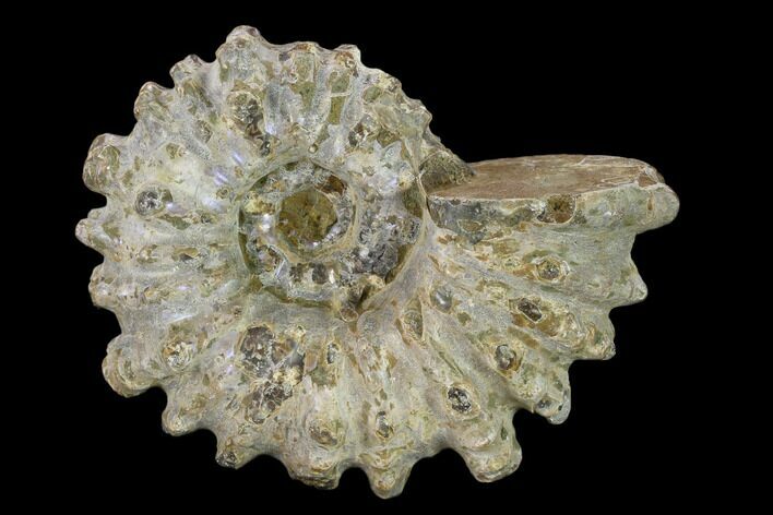 Bumpy Ammonite (Douvilleiceras) Fossil - Madagascar #134176